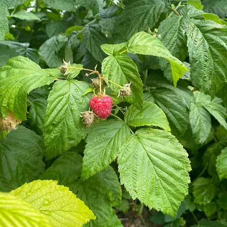 Rose & Raspberry Garden *