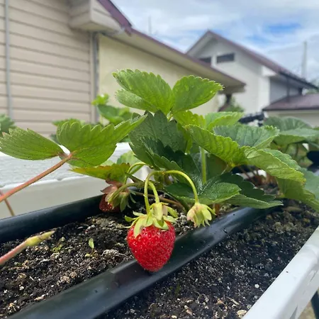 Vila Rose & Raspberry Garden